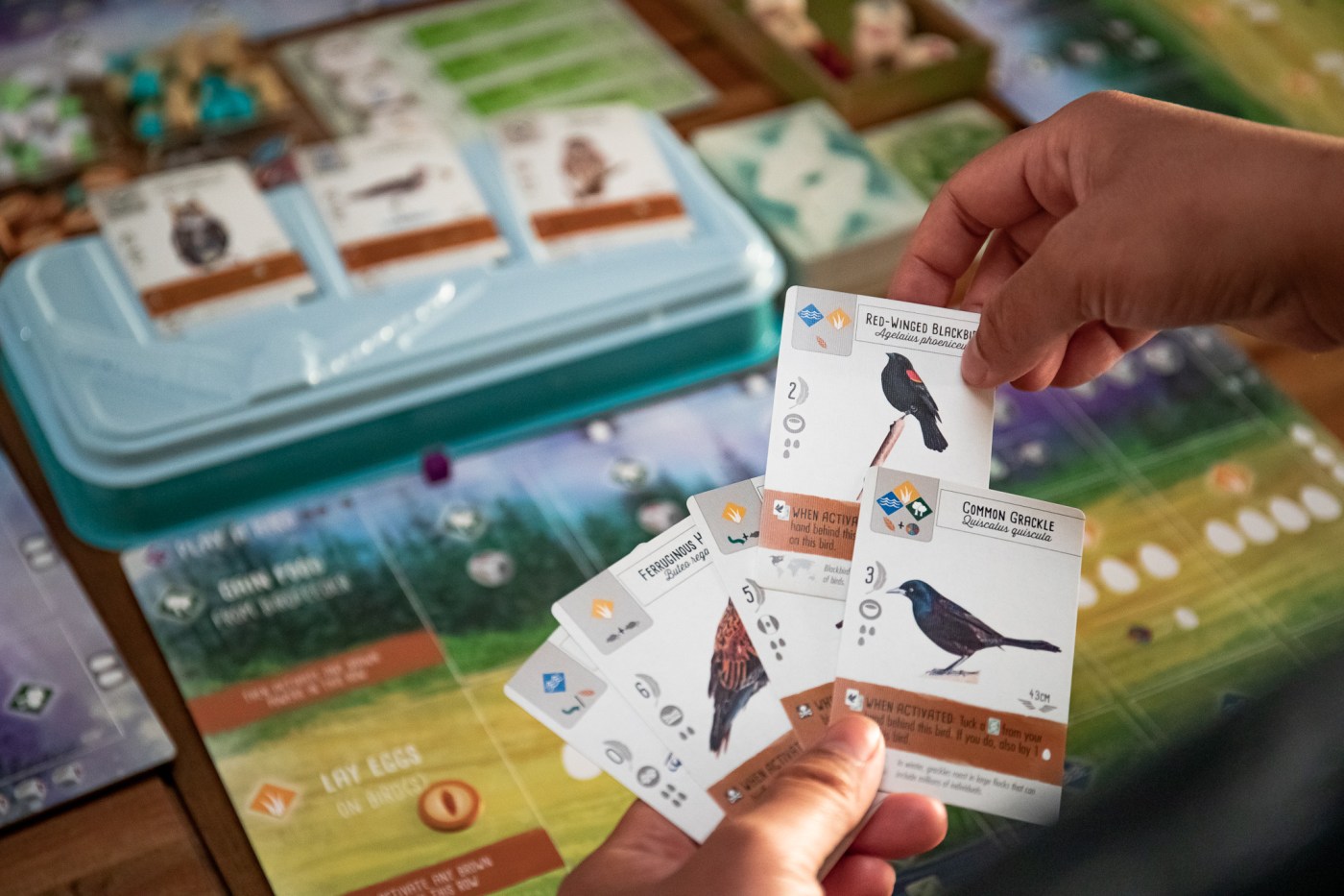 A board game for birders: How Wingspan used stunning bird illustrations to sell millions of copies