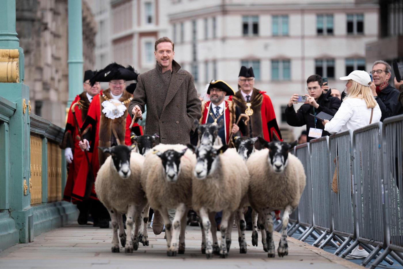 Damian Lewis herds sheep over a London bridge as part of a quirky tradition