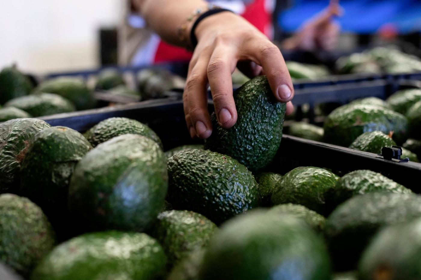 US to hand over pest inspections of Mexican avocados to Mexico and California growers aren’t happy