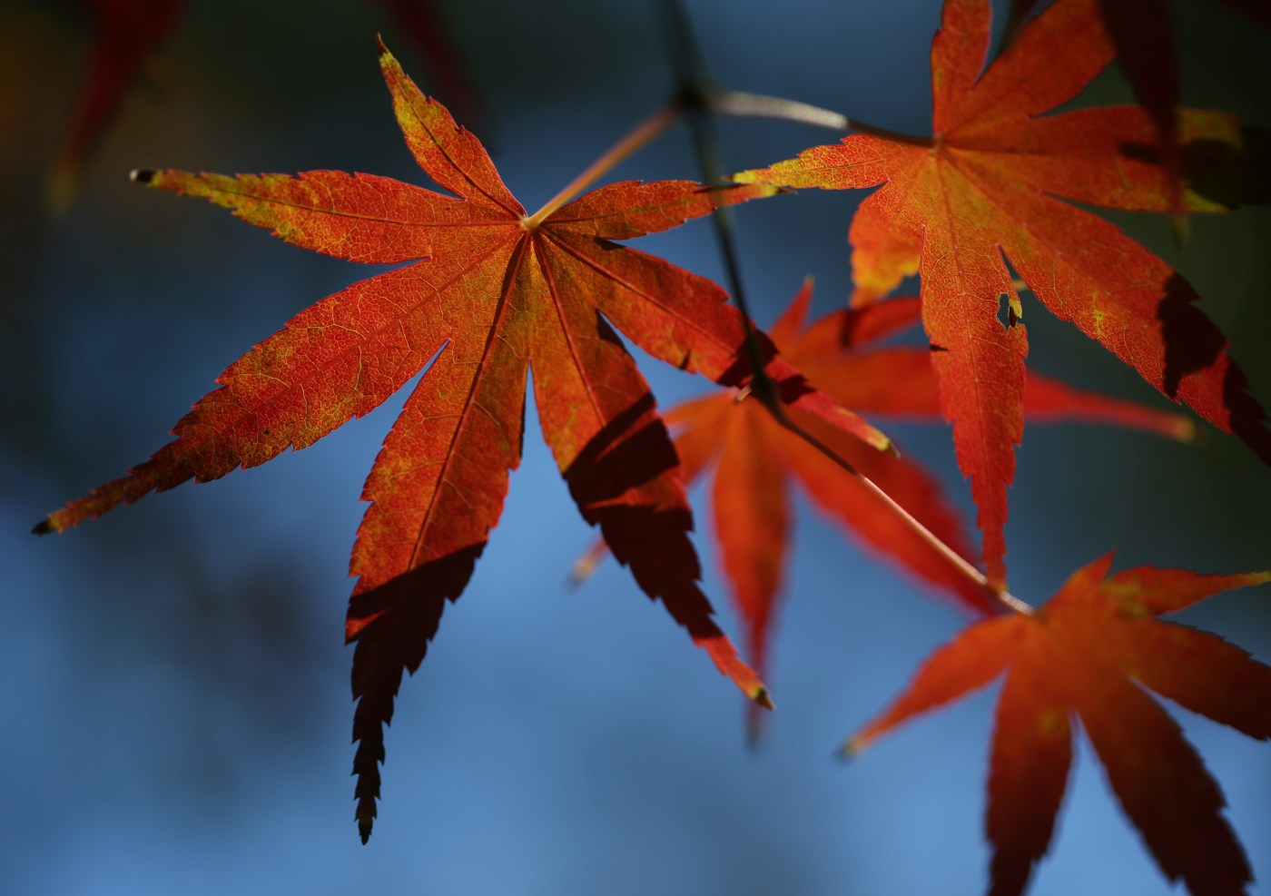 California’s fall color: Where to go leaf-peeping in the Golden State