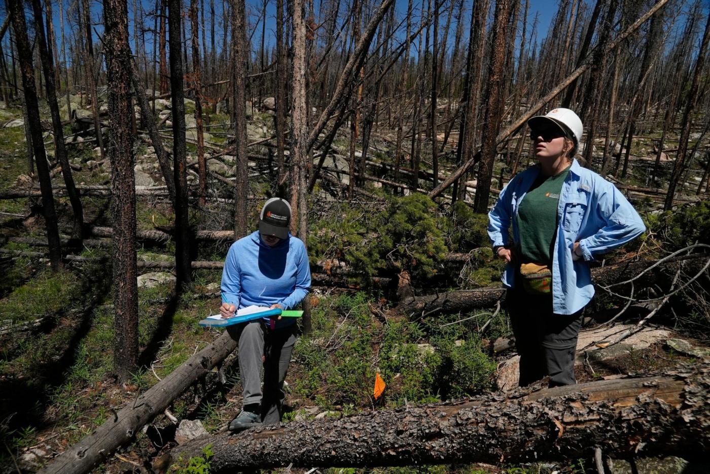 As many forests fail to recover from wildfires, replanting efforts face huge odds — and obstacles