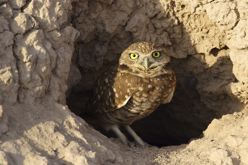 Rare burrowing owl named as candidate for California’s endangered species list