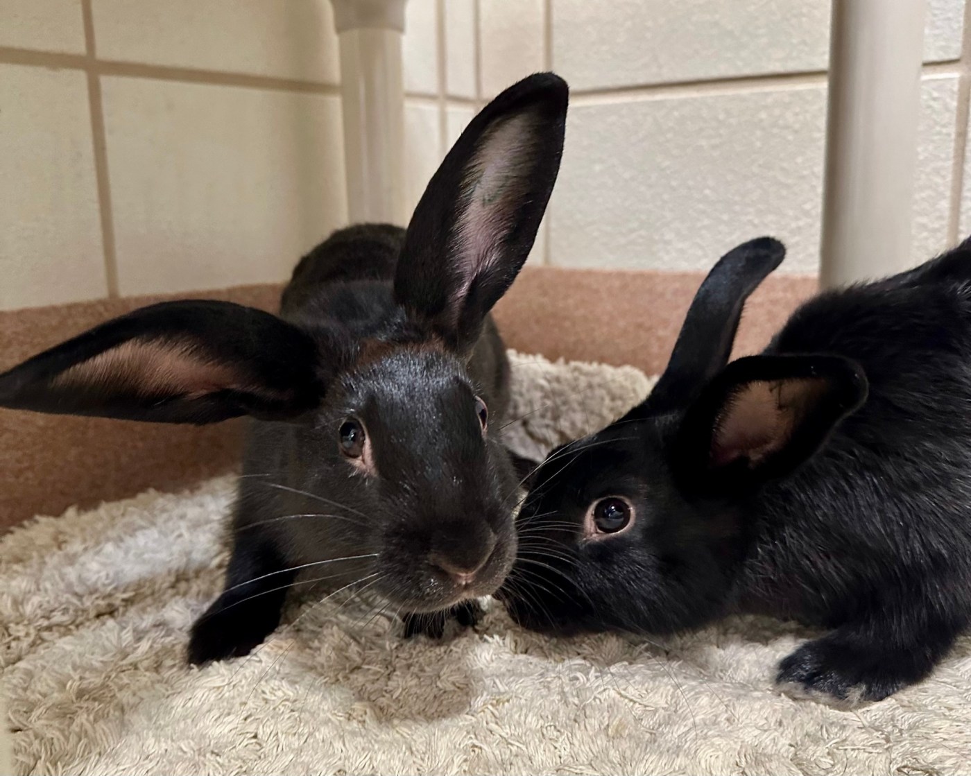 Want a pet bunny? Adopt, don’t shop