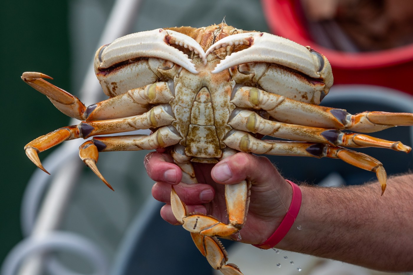 California’s 2024 Dungeness crab season postponed to protect whales