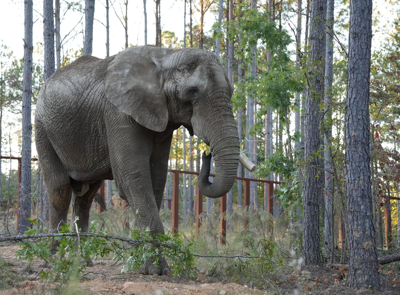 Former Oakland Zoo elephant, Osh, completes 46-hour journey to new home in Tennessee