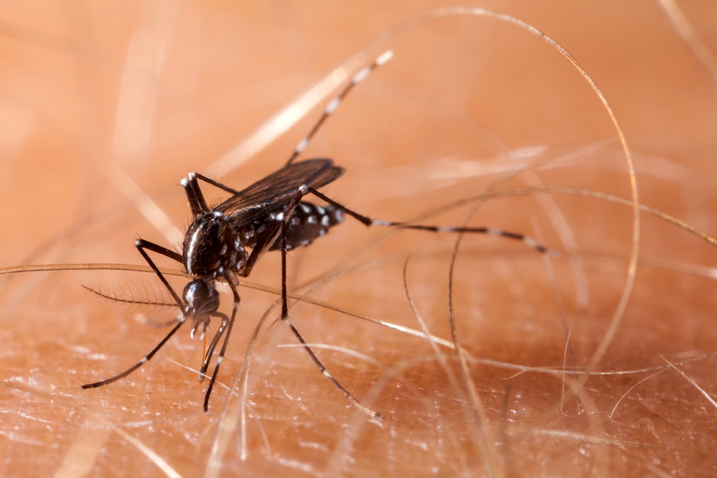 The mosquito-borne virus ‘triple E’ continues its spread, worrying state health officials