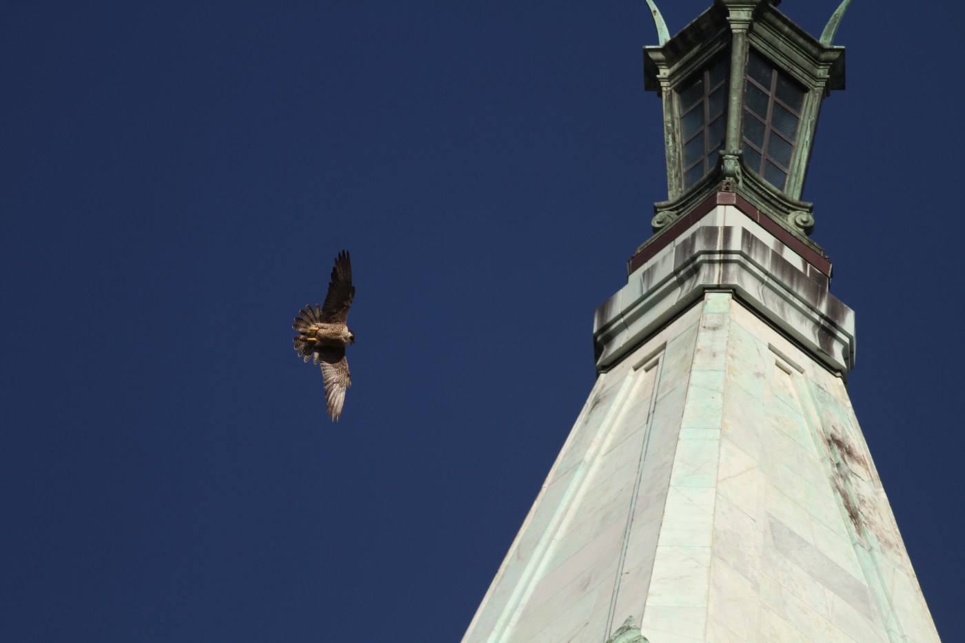 Nox, beloved peregrine falcon hatched atop UC Berkeley’s Campanile, dies of unknown illness