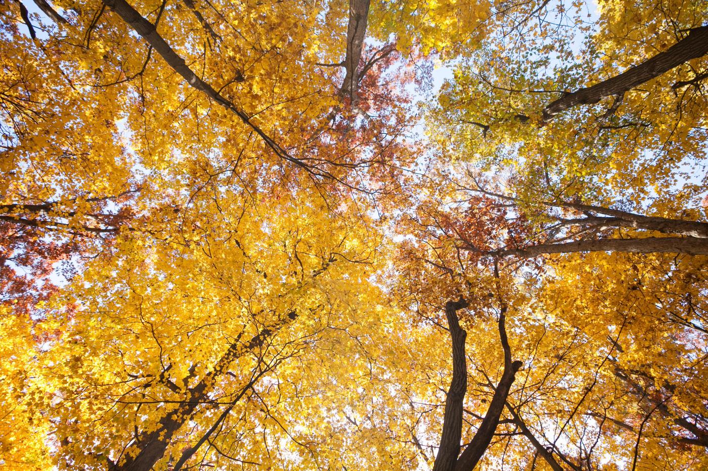 For brilliant foliage, look no further than native trees