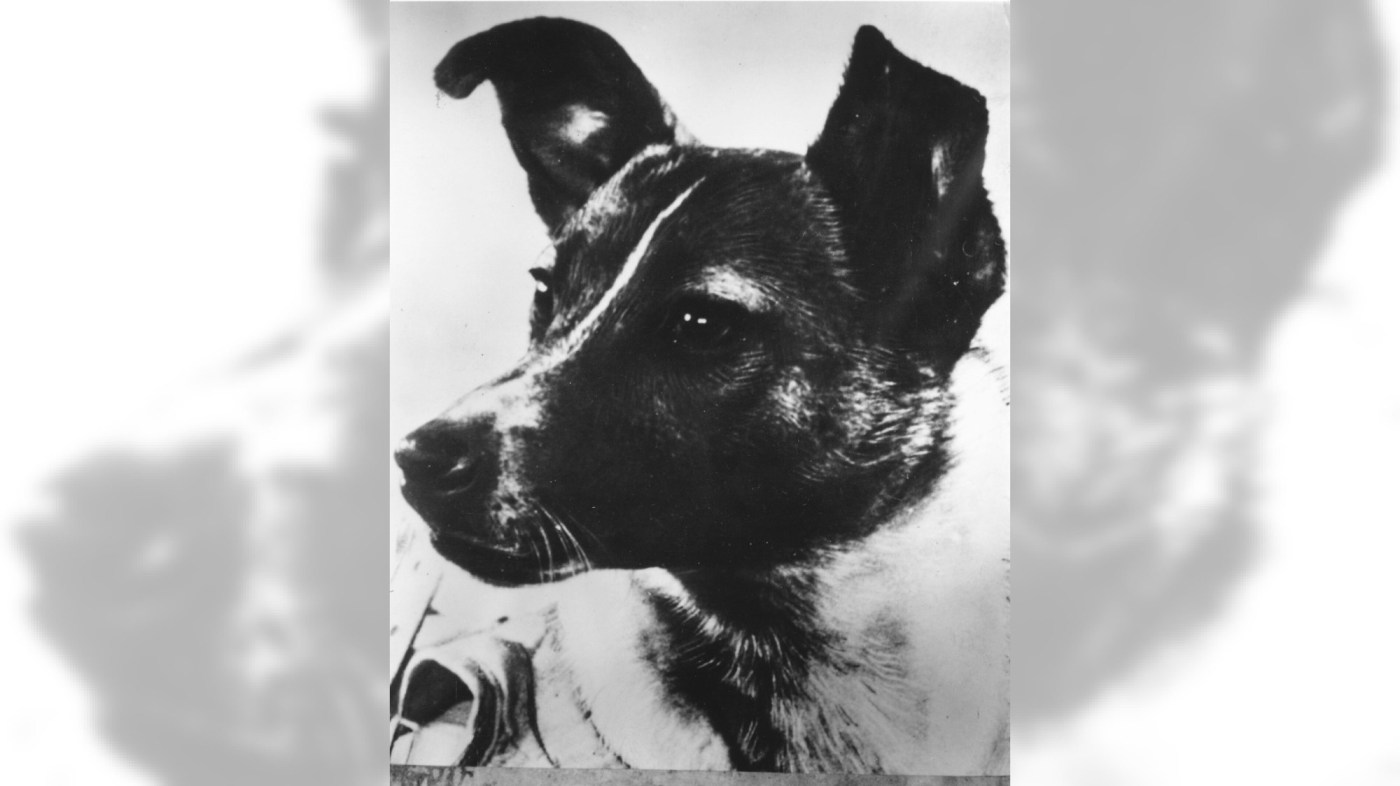 Today in History: November 3, Sputnik 2 carries first animal into space