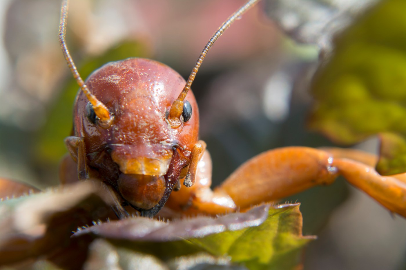 Did a Los Altos man find a South American cricket in his yard?