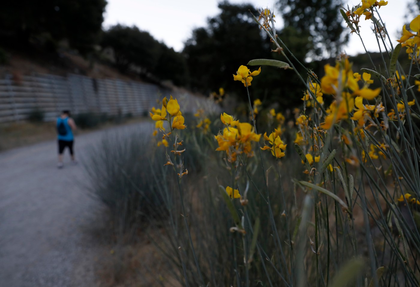 Trail cleanup planned in Los Gatos