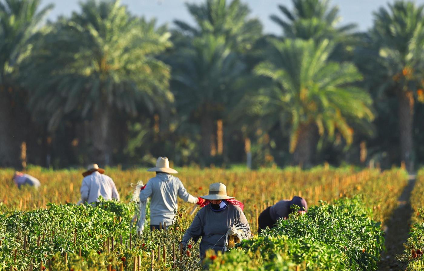 Trump migrant deportations could threaten states’ agricultural economies