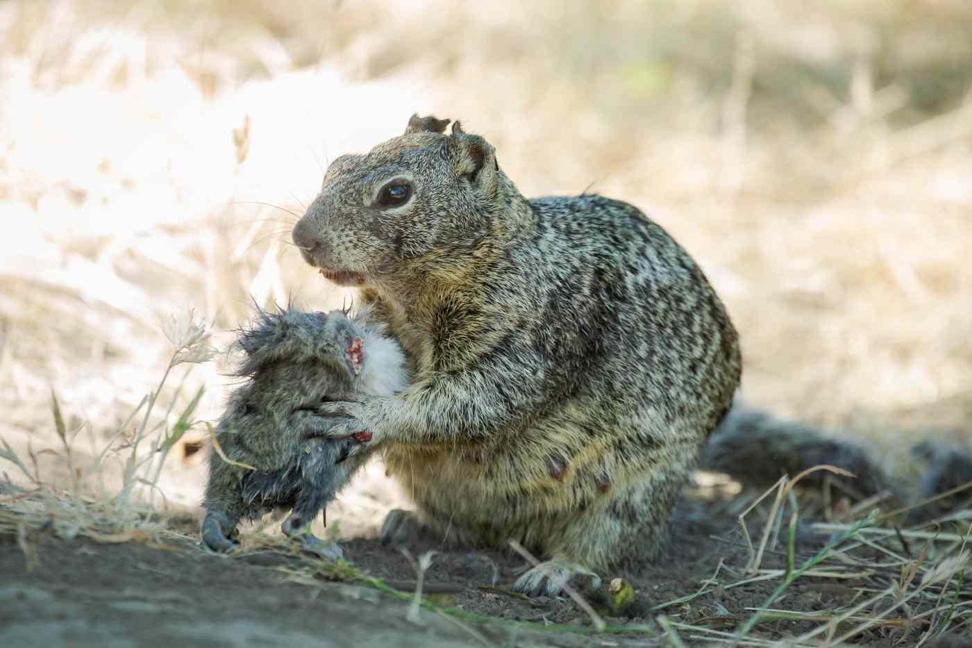 This cute squirrel hides a secret: It’s a vicious predator