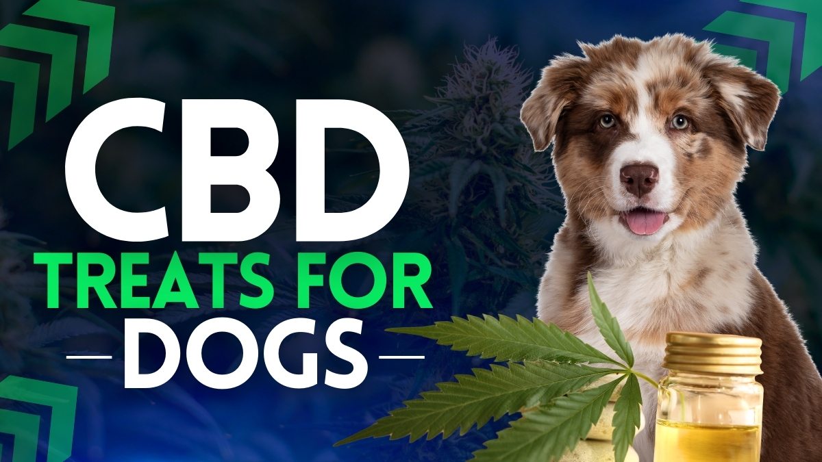 Best CBD Dog Treats for Stress, Pain, and Wellness