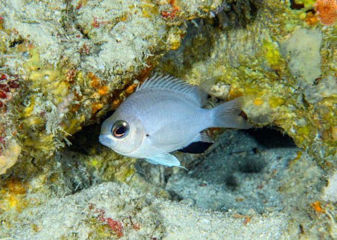 Nearly 140 new species confirmed in 2024 by California Academy of Sciences