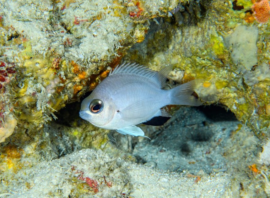 Nearly 140 new species confirmed in 2024 by California Academy of Sciences