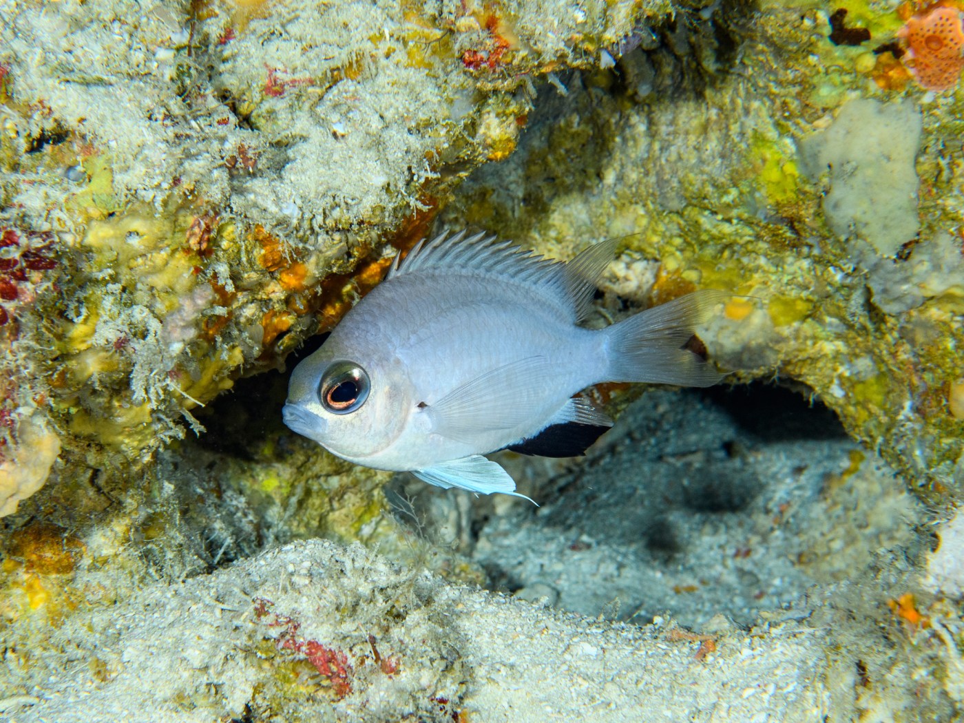 Nearly 140 new species confirmed in 2024 by California Academy of Sciences