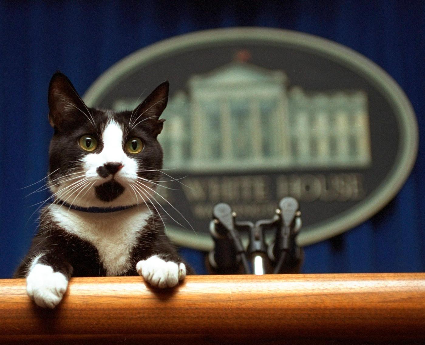 Harris found success with women who have cats, but Trump got the dog owner vote