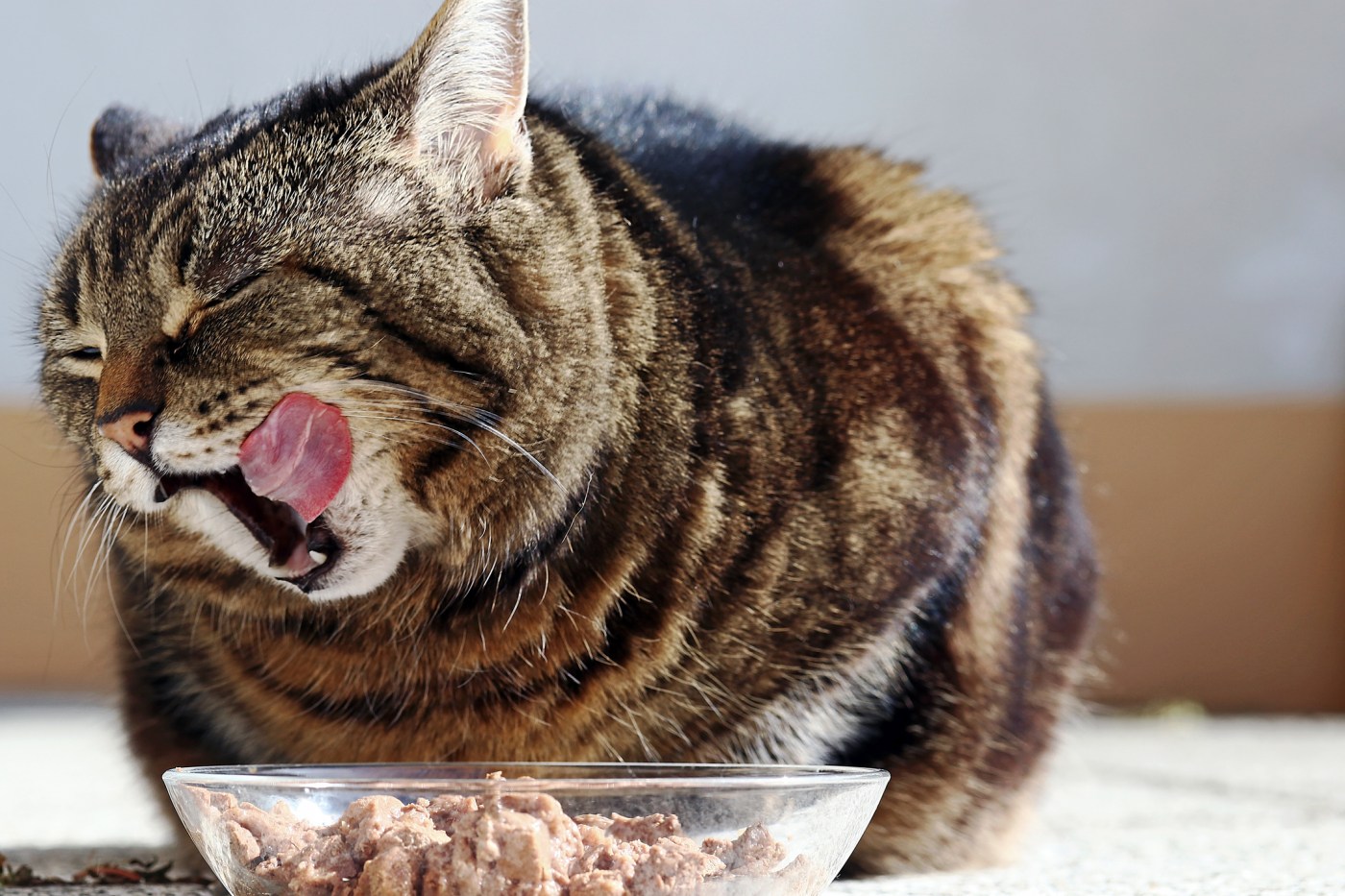 Oregon house cat died after eating pet food that tested positive for bird flu