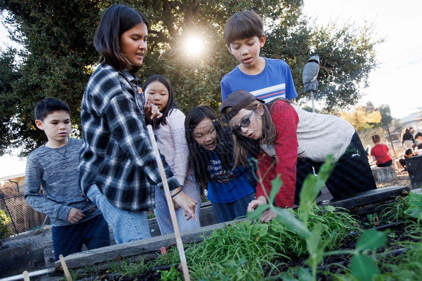 Los Gatos elementary school uses garden program as classroom tool