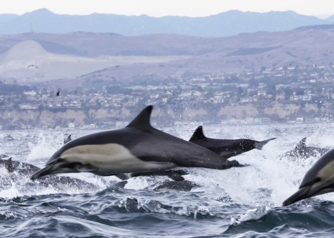 December dolphin stampede off California coast ‘off the charts’