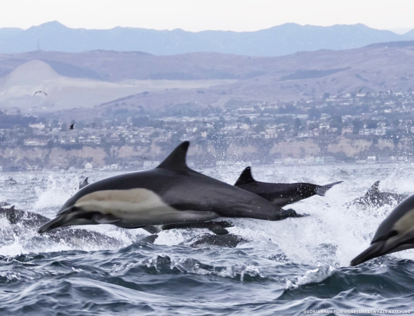 December dolphin stampede off California coast ‘off the charts’