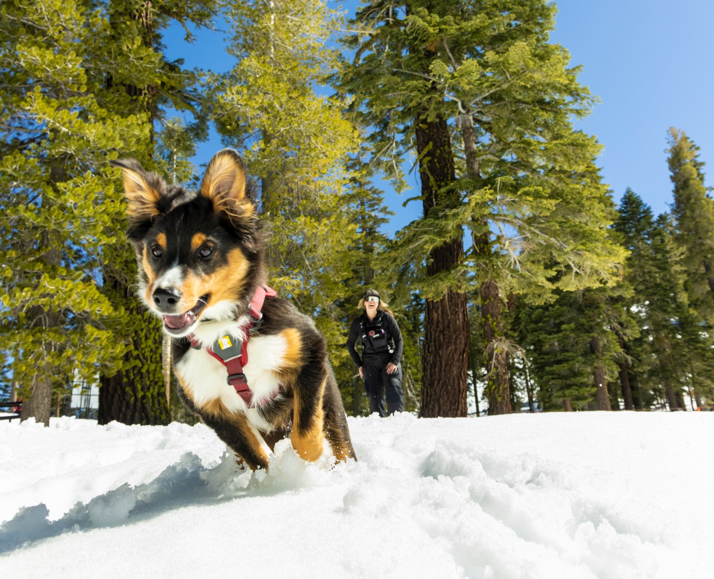 Sensory training, buried volunteers and games of hide and seek: How Tahoe’s rescue dogs learn to save lives