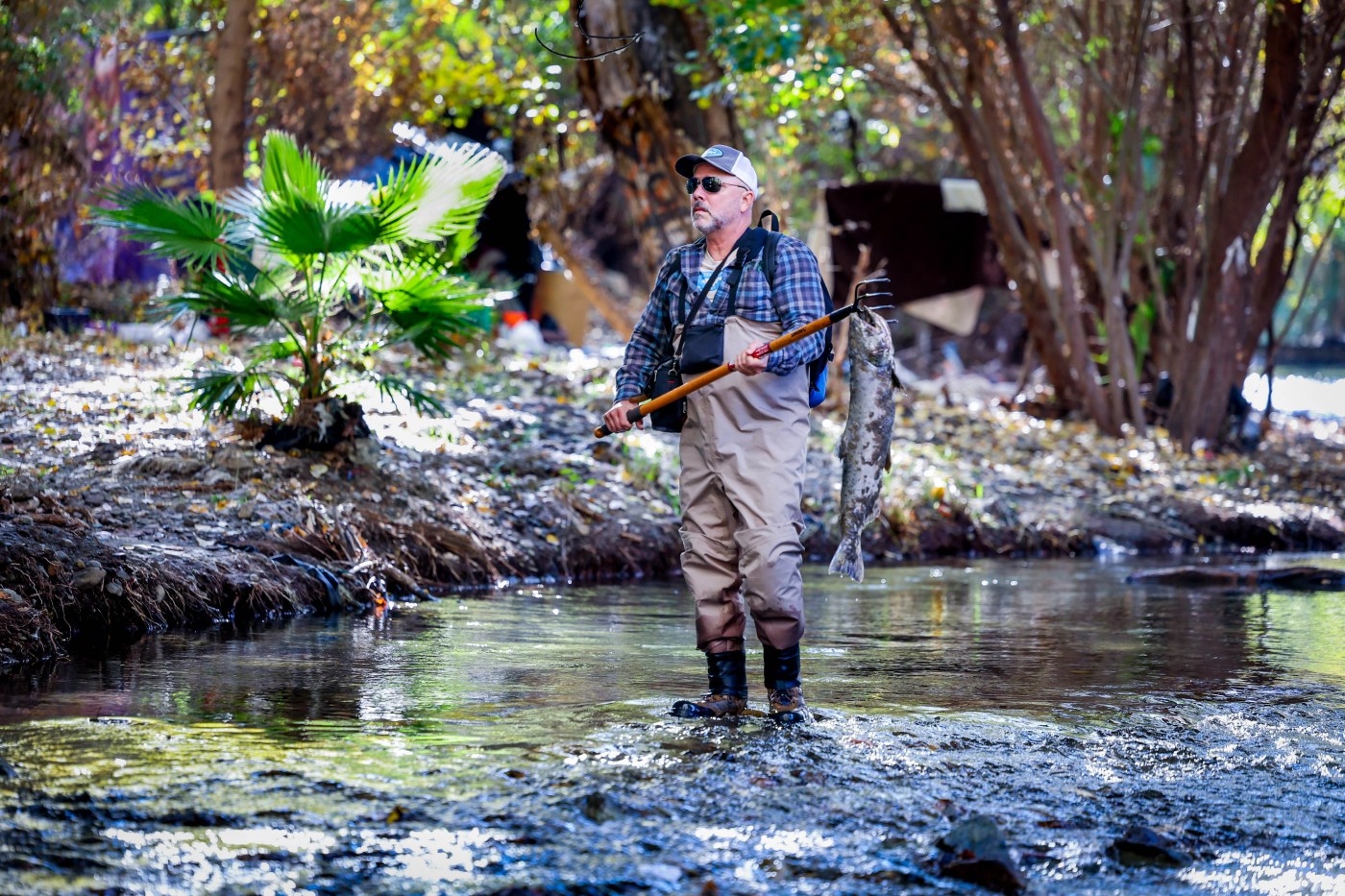 Are salmon native to San Jose? South Bay volunteers are hopeful for an answer