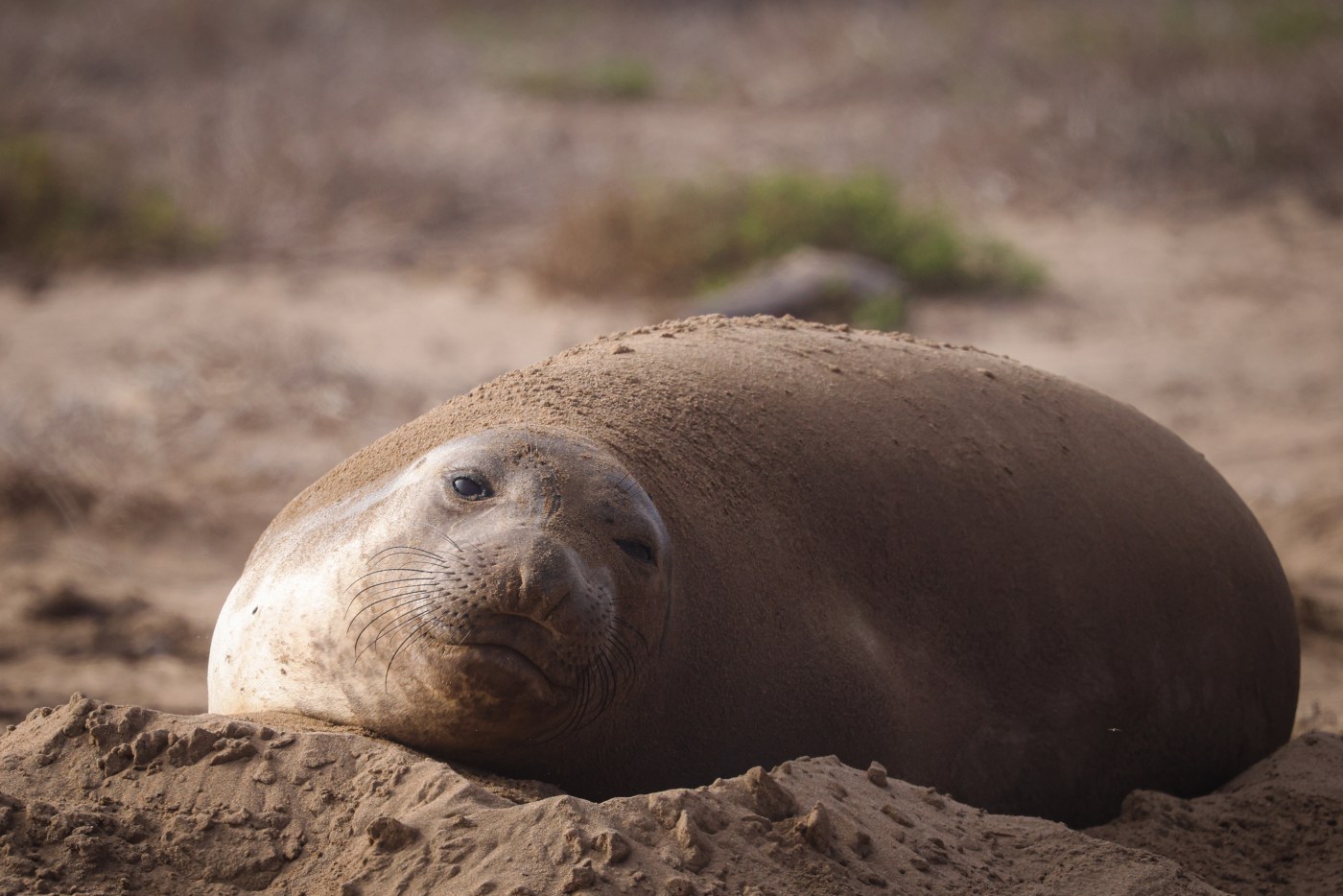 Thousands of elephant seals are returning to Año Nuevo State Park, where construction is finishing on spiffy new facilities