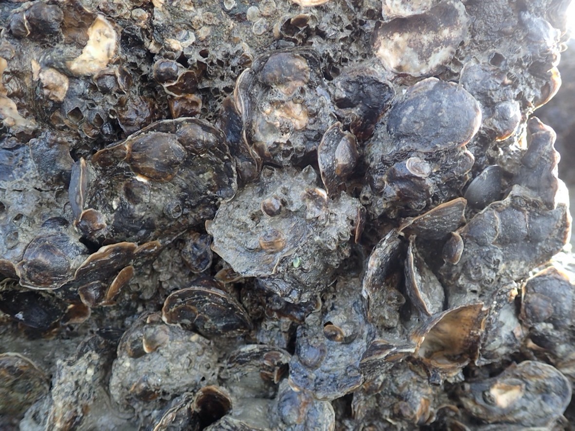 FDA announces recall of oysters sold in California, other states due to norovirus concerns