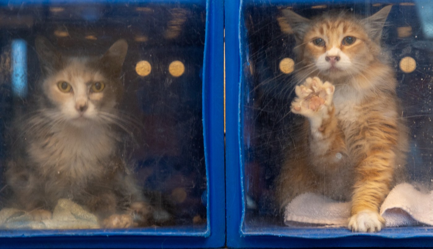 San Jose officials demand improvements at animal shelter after troubling audit