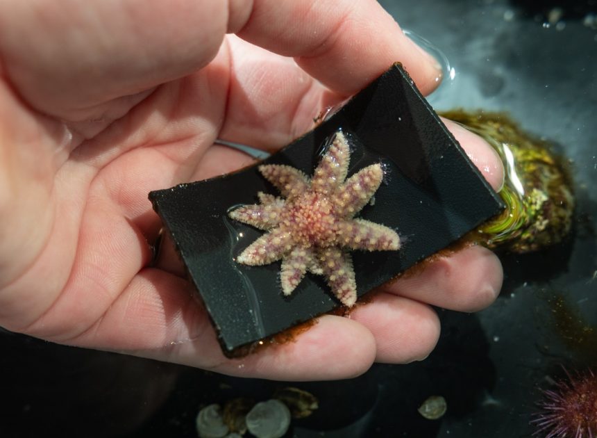 How do you ‘grow’ an endangered starfish? Bay Area scientists are finding out