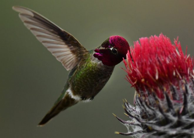 How to stop a San Jose hummingbird bully from driving away other birds