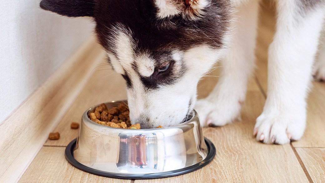 The best dry dog food for happy, healthy pups
