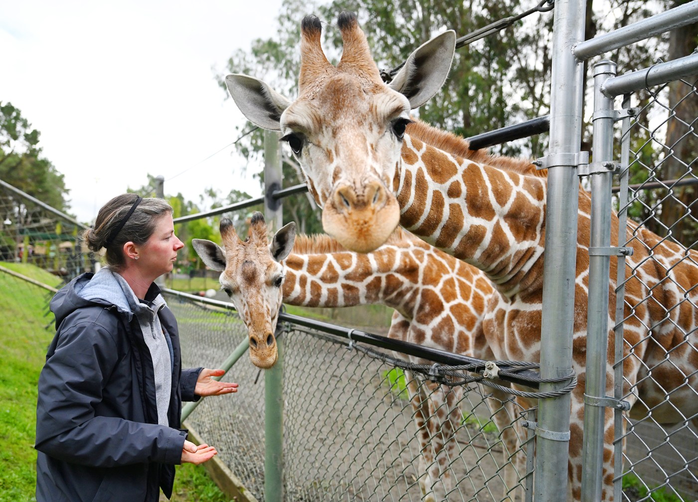 Meet Chich and Oz: Two new baby giraffes at Six Flags Discovery Kingdom