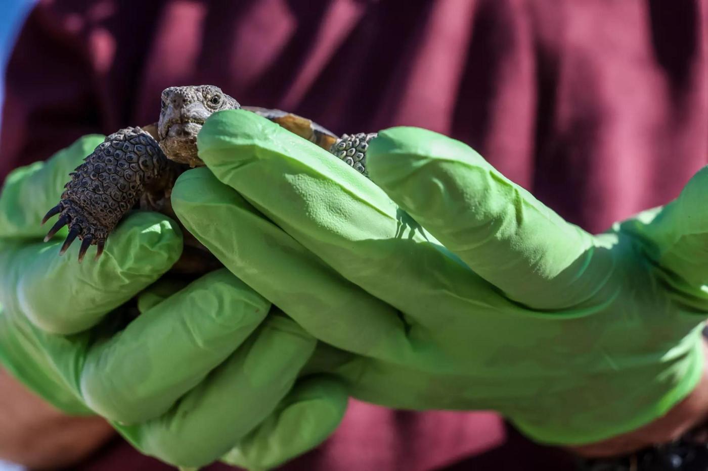 ‘Gitmo’ in the Mojave: How the Marines are saving endangered desert tortoises