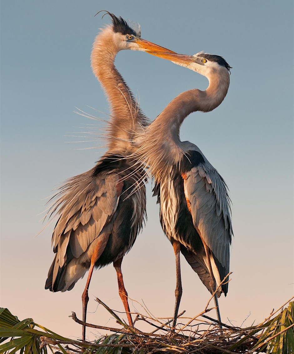 Valentine’s Day is for the birds at Campbell park