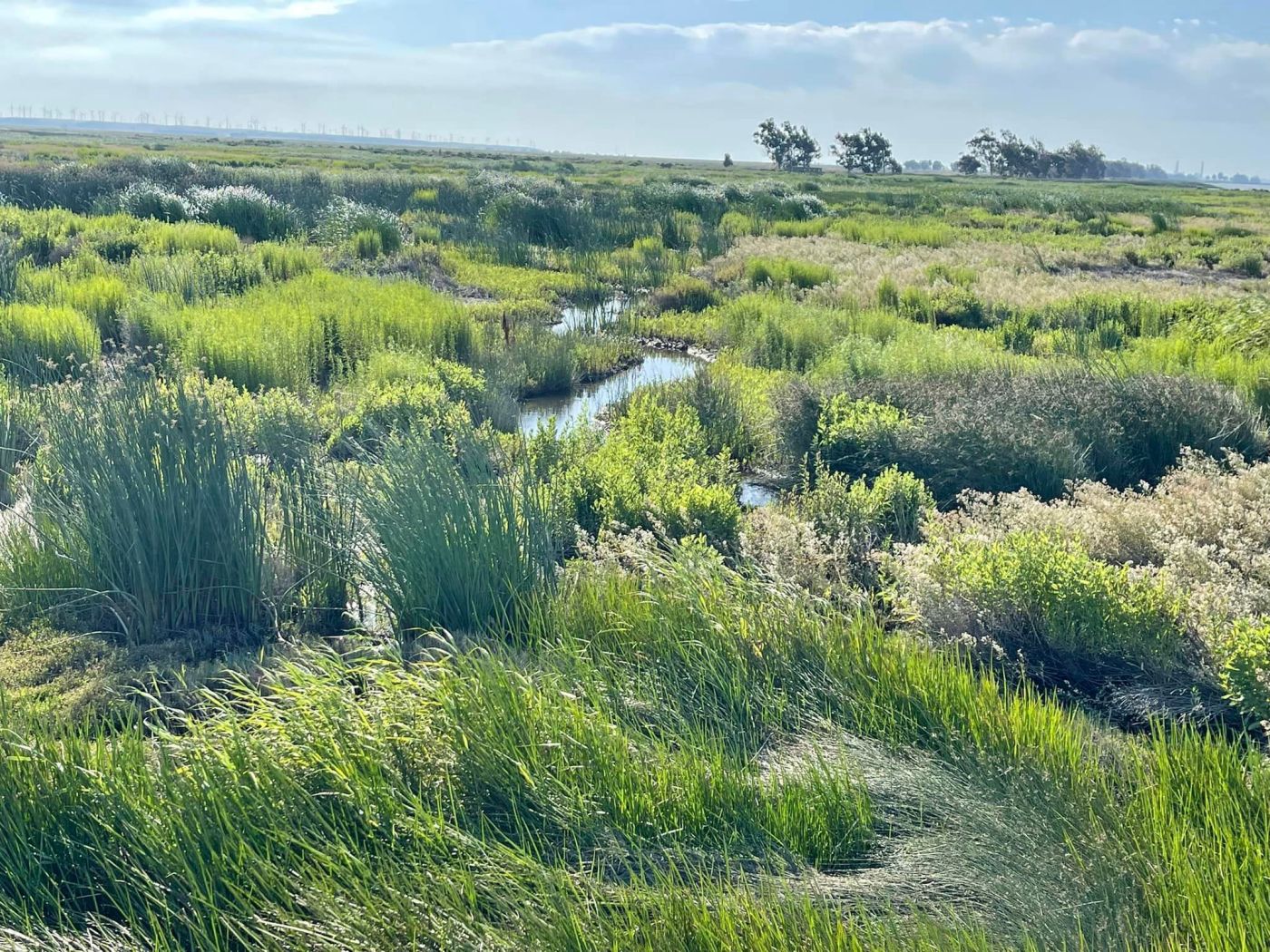 San Francisco Bay island sold at auction for $3.8 million to John Muir Land Trust