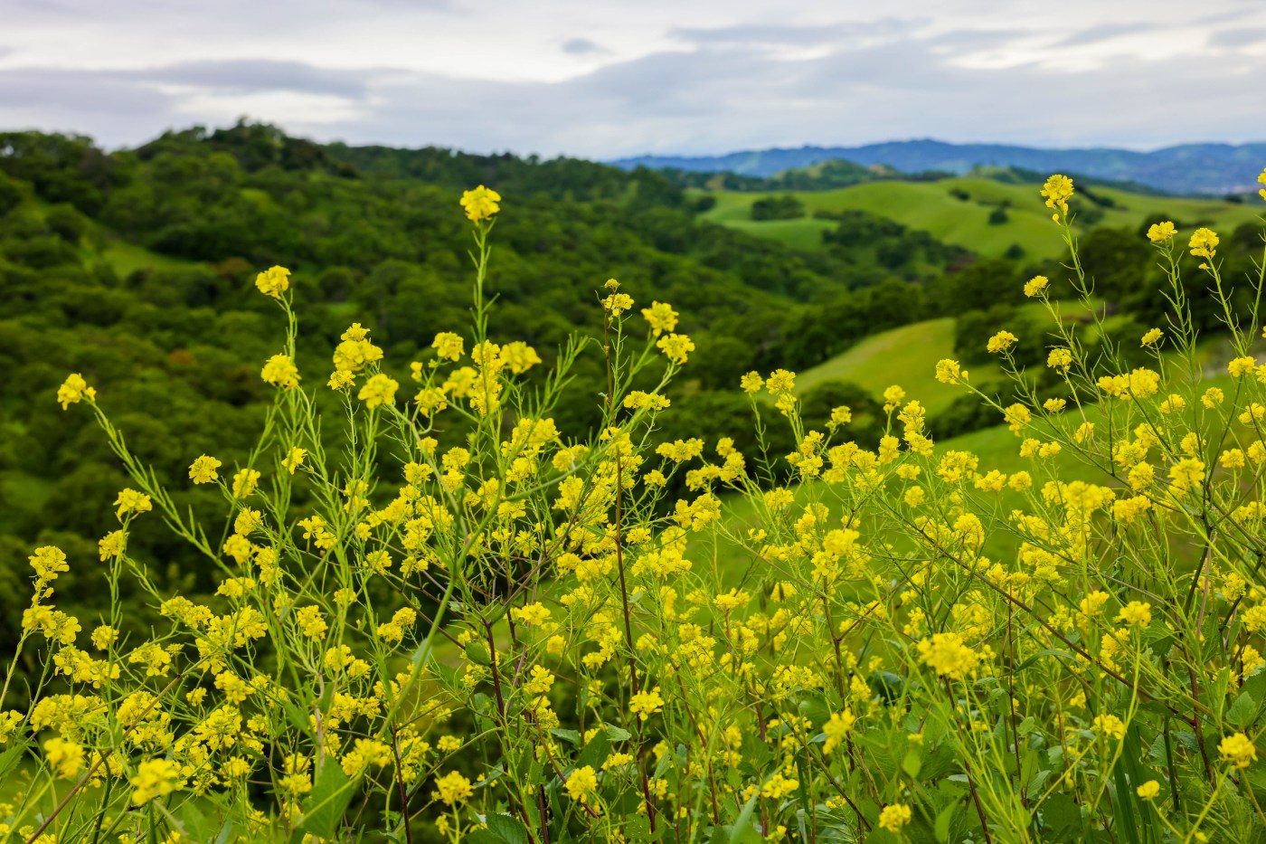 Readers asked to help preserve important wildlife habitat on Mount Diablo