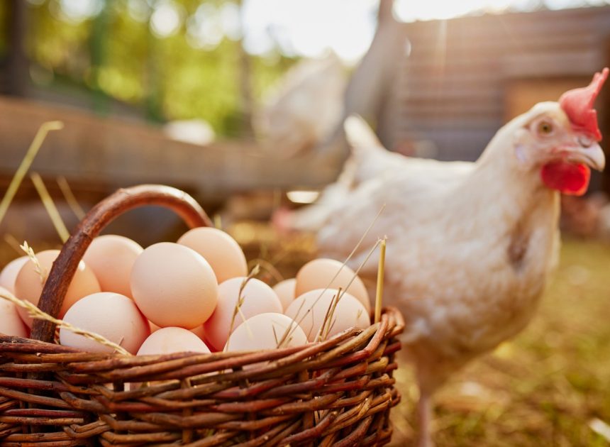 Paying too much for eggs? Birds might say we don’t pay enough for those little miracles