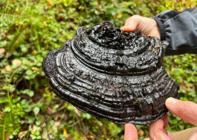 Learn to cook morels and more at Berkeley’s Tilden Fungus Fair