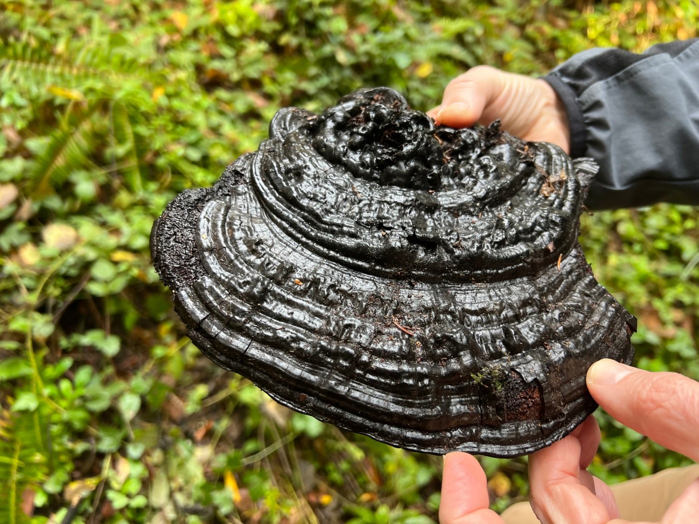 Learn to cook morels and more at Berkeley’s Tilden Fungus Fair