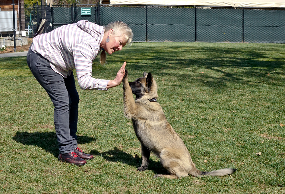 Positive reinforcement training leads to better results, happier dogs