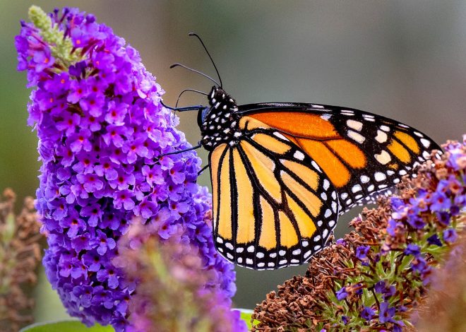 Opinion: California plays a central role in monarch butterfly’s survival