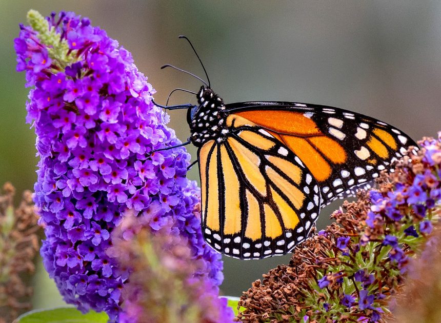 Opinion: California plays a central role in monarch butterfly’s survival