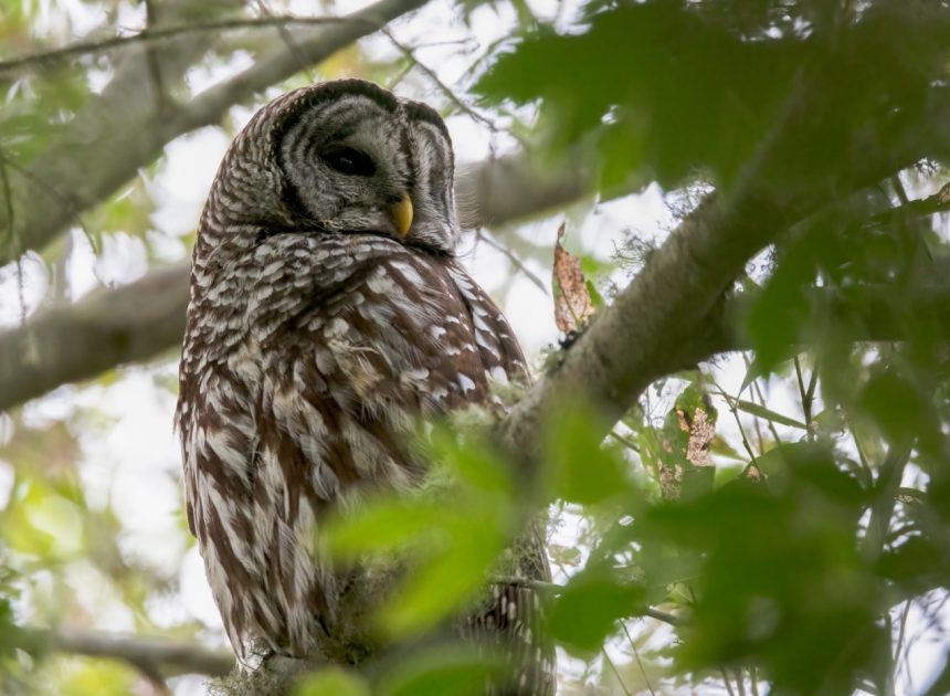 Lawsuits seek to stop barred owl culling, including the Bay Area