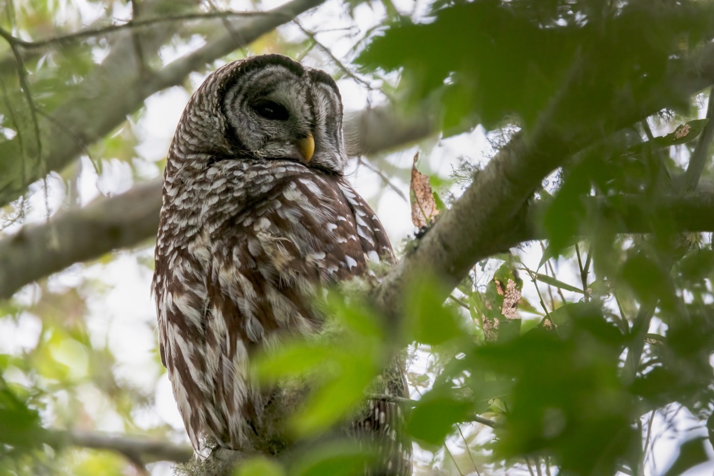 Lawsuits seek to stop barred owl culling, including the Bay Area