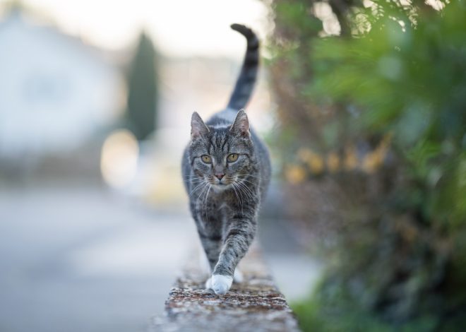 Why is Berkeley cat snubbing his owner after chemotherapy and steroid treatments?