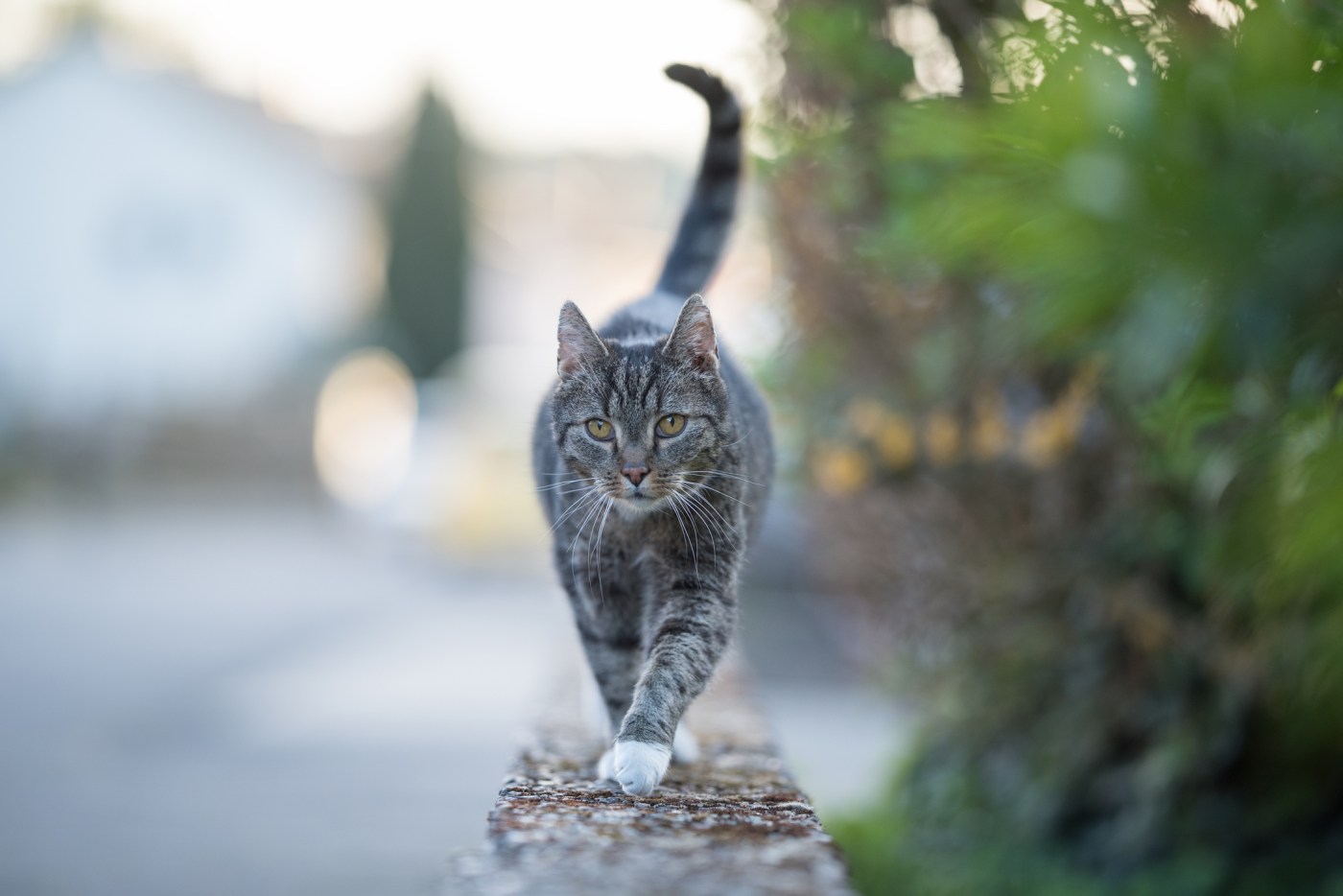 Why is Berkeley cat snubbing his owner after chemotherapy and steroid treatments?