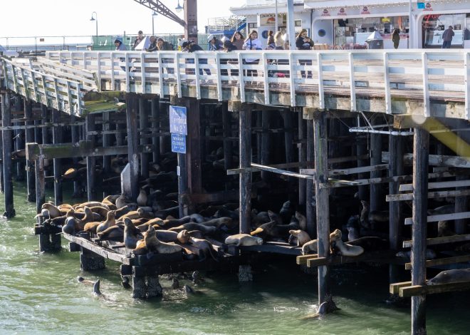 Santa Cruz sea lions squeezed into tighter quarters by wharf collapse, but excellent viewing remains